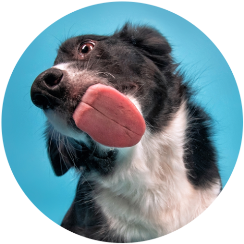 Putnam County Animal Shelter - Compassionate Animal Care