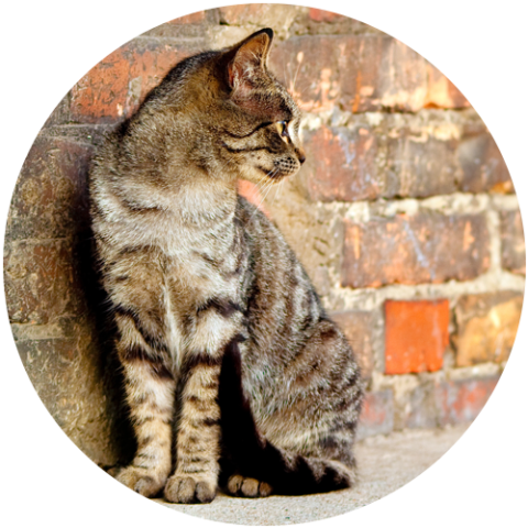 Putnam County Animal Shelter - Compassionate Animal Care